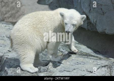 Eisbär/Eisbär/Ursus maritimus Stockfoto