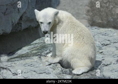 Eisbär/Eisbär/Ursus maritimus Stockfoto