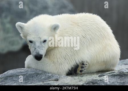 Eisbär/Eisbär/Ursus maritimus Stockfoto