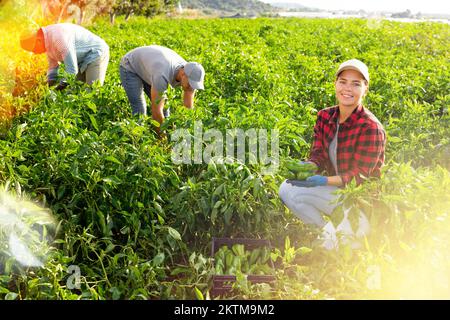 Eine Gartenbauerin, die grüne Paprika sammelt Stockfoto