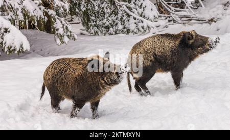 Winterlandschaft - Blick auf eine Gruppe von Wildschweinen (Sus scrofa) im Winterbergwald nach Schneefall, selektiver Fokus Stockfoto