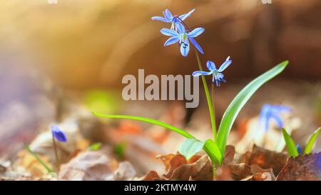 Blaue Schneeglötblüten blühen im frühen Frühjahr im Wald. Scilla siberica Squill Stockfoto