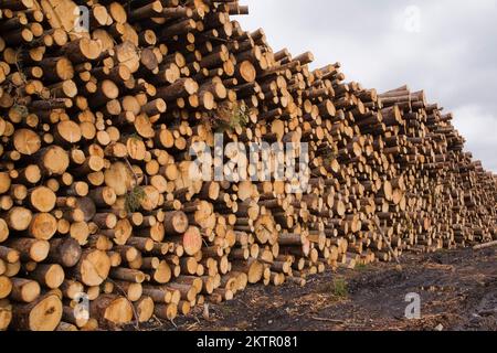 Großer Haufen frisch geschnittener Holzstämme in der Holzmühle Stockfoto