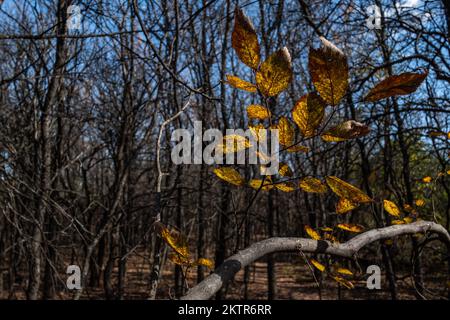 Fort Worth, Texas, USA. 29.. November 2022. Fort Worth, Texas, wechselt in den Winter, da der Herbst einen Großteil der Bäume und wilden Umgebungen in wunderschöne Herbstfarben verwandelt. Texaner strömen herbei, um sich ihre Herbstfotos zu holen 11/29/2022. (Kreditbild: © Chris Rusanowsky/ZUMA Press Wire) Stockfoto