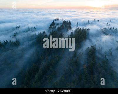 Bei Sonnenuntergang rollt dichter Nebel über Zedern- und Tannenbäume, die die vielen bewaldeten Hügel rund um Portland, Oregon, bedecken. Stockfoto