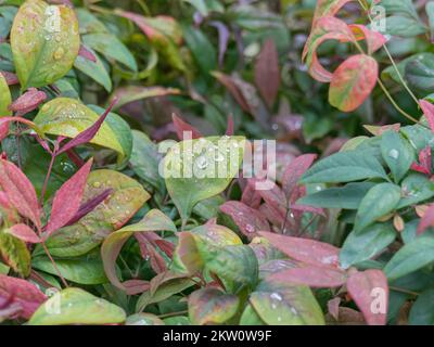 Nandina domestica Feuerwerk im Freien mit Tageslicht Stockfoto
