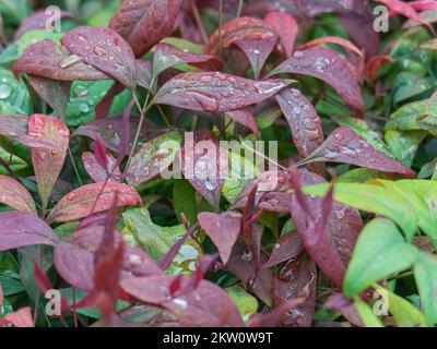 Nandina domestica Pflanze aus der Nähe mit Wassertropfen auf den Blättern Stockfoto