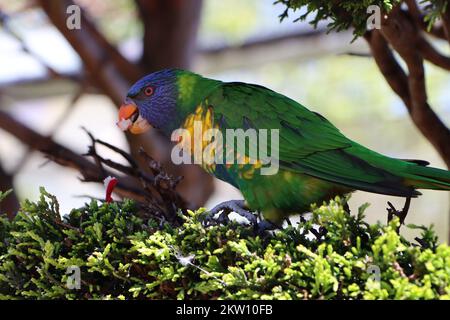 Australian Parrot Stockfoto