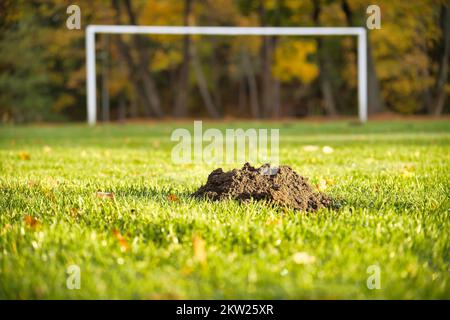 Mücken- oder Maulwurfhügel auf dem Rasen des Fußballfeldes, Pflege des natürlichen Grasfeldes Stockfoto