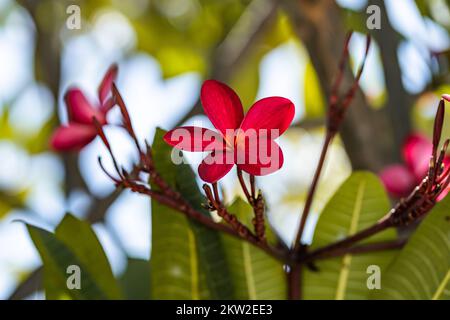 frangipani wachsen auf einem Baum Stockfoto