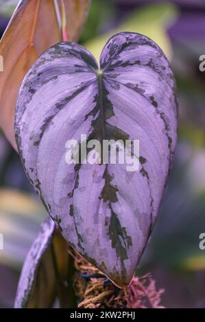 Nahaufnahme der grünen silbrigen Blätter von Philodendron Brandtianum, einer beliebten und seltenen Zimmerpflanze Stockfoto