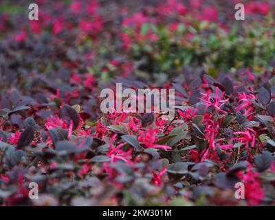 YICHANG, CHINA - 30. NOVEMBER 2022 - die Anti-Saison Loropetalum chinense var. Rubrum Yieh blüht im Park Begegnung kalt am 30. November 2022, Stockfoto