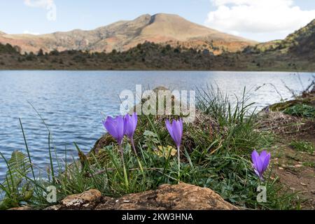 Herbstblüten Crocus (Crocus nudiflorus) neben dem Etang de Lers, Ariège, Pyrenäen, Frankreich, EU Stockfoto