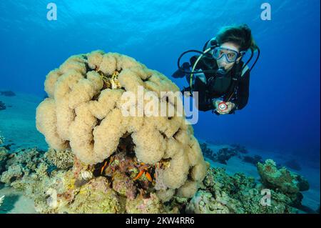 Taucher mit Blick auf die beleuchtete Kolonie der Blasenkorallen (Plerogyra sinuosa), das Rote Meer, den Golf von Akaba, Akaba, Jordanien, Asien Stockfoto