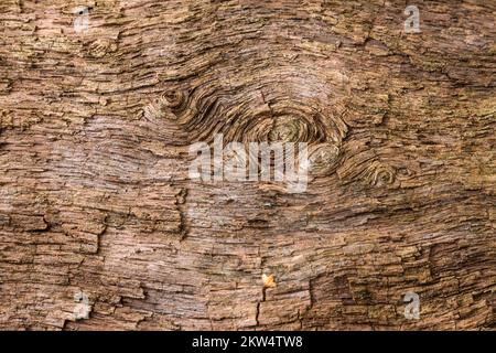 Bauten im Holz eines toten Baumstamms, Urwald Sababurg, Naturpark Reinhardswald, Hessen, Deutschland, Europa Stockfoto