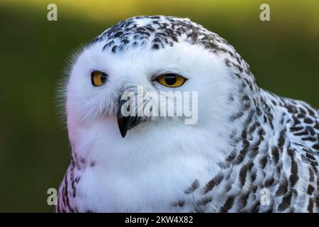 Schneeeule (Bubo scandiacus), Portrait, Captive, Sababurg Zoo, Hessen, Deutschland, Europa Stockfoto