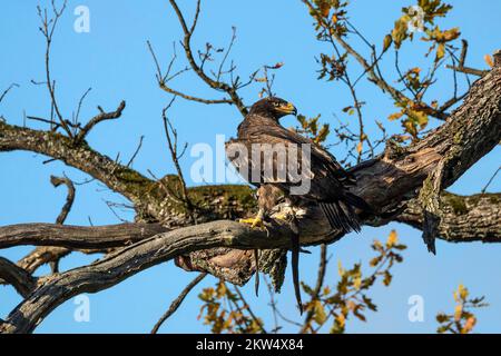 Steppenadler (Aquila nipalensis), auf Bäumen sitzend, gefangen, Sababurg Zoo, Hessen, Deutschland, Europa Stockfoto