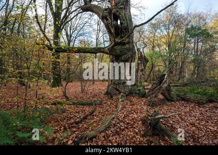 Tote englische Eiche (Quercus robur), Feuerstumpf, Urwald Sababurg, Naturpark Reinhardswald, Hessen, Deutschland, Europa Stockfoto