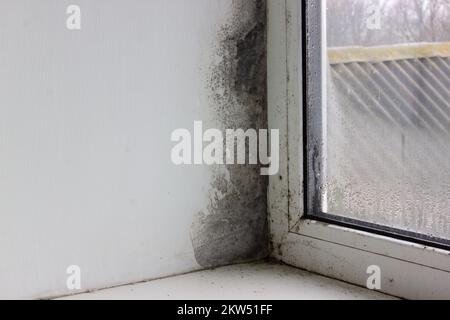 Schimmel in der Ecke des Fensters. Feuchtigkeit und Pilz auf dem Fenster. Das Pilzproblem im Winter Stockfoto