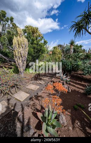 Kakteen und blühende Agave im Botanischen Garten, Jardim Botanico, Funchal, Madeira, Portugal, Europa Stockfoto