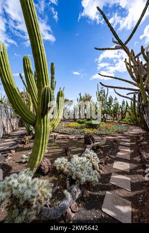 Kakteen, Agaven und Sukkulenten im Botanischen Garten, Jardim Botanico, Funchal, Madeira, Portugal, Europa Stockfoto