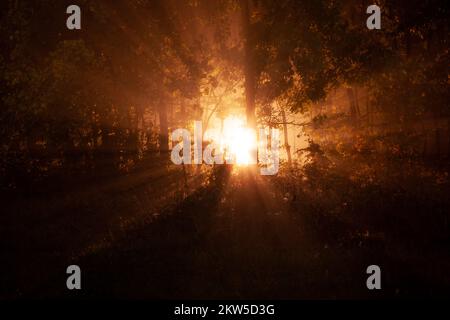Helles Licht durch Äste mit Blättern im Wald. Stockfoto