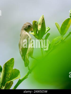 Lotens Sonnenvogel-Frau sucht Nektar auf einem Baum. Stockfoto