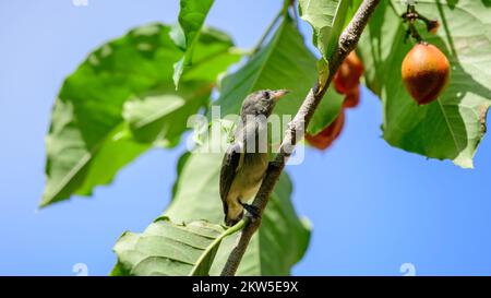 Der Sonnenvogel der Weibchen und die wilden Früchte auf dem Baum. Stockfoto