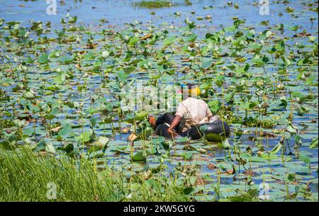 Ein Dorfbewohner pflückt Lotus- und Wasserlienblumen im Tank, schwimmt auf einem Luftrohr. Stockfoto