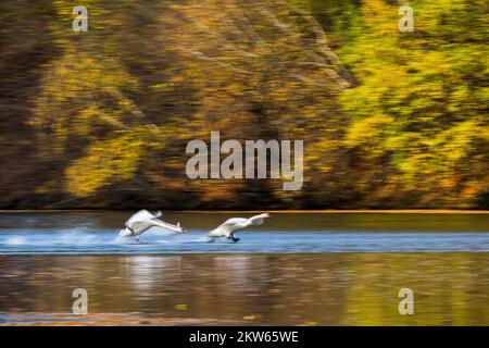 Stumm Swan (Cygnus olor) jagt Rivalen aus Hessen, Deutschland, Europa Stockfoto