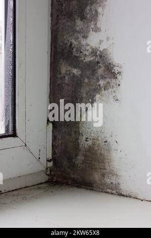 Schwarzer Schimmel und Pilz an der Wand in der Nähe des Fensters. Das Problem der Belüftung, Feuchtigkeit, Kälte in der Wohnung. Stockfoto