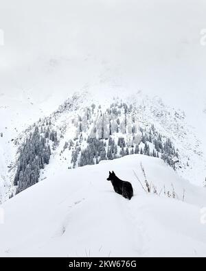 Schwarze Hundesilhouette in der Nähe des Fichtenwaldes mit Schnee im Bergtal bei Nebel in Tien Shan, Kasachstan. Stockfoto