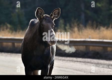 Ein Porträtbild eines wilden weiblichen Elchs „Alces alces“, der auf einer Schotterstraße im ländlichen Alberta, Kanada, unterwegs ist Stockfoto