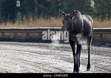 Ein Kuhelch „Alces alces“, der auf einer Schotterstraße im ländlichen Alberta, Kanada, spaziert Stockfoto