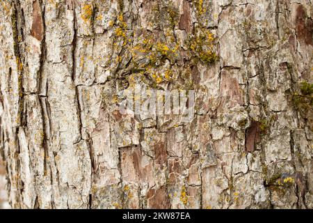 Detail der Rinde an einem Birnenbaum, Pyrus communis, in Troja, Montana. Stockfoto