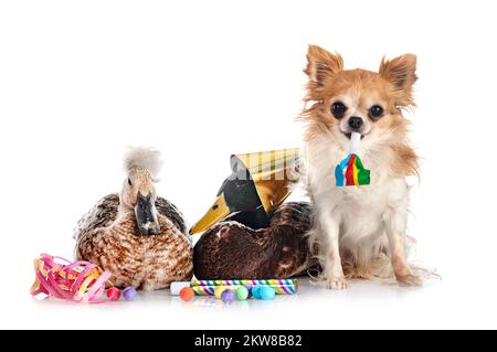 Ente und chihuahua für das neue Jahr vor weißem Hintergrund Stockfoto