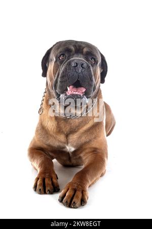 italienische Dogge vor weißem Hintergrund Stockfoto