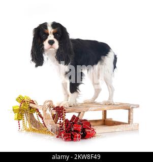 Cavalier king Charles vor weißem Hintergrund Stockfoto