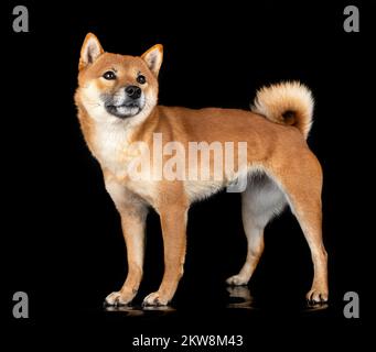 shiba inu vor schwarzem Hintergrund Stockfoto
