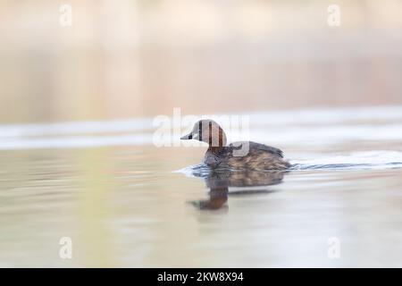 Dabchick oder Little Grebe (Tachybaptus ruficollis) am See im frühen Morgennebel mit Reflexion Stockfoto