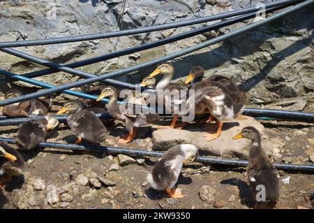 Eine Gruppe flauschiger Enten, die herumlaufen und Essen im kleinen Flussufer finden. Stockfoto