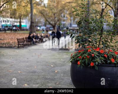 LONDON, Großbritannien - 16. NOVEMBER 2022: Blumenausstellung am Eingang zu den Berkeley Square Gardens, Mayfair, mit diffusem Blick auf die Gärten im Hintergrund Stockfoto