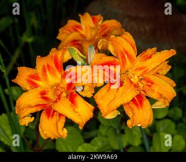 Leuchtend orangefarbene Doppelblumen von Tageslilien, Hemerocallis fulva „Flore pleno“ auf dunkelgrünem Hintergrund, in Australien Stockfoto