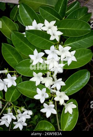 Ansammlung weißer parfümierter Blumen von Stephanotis floribunda, Madagaskar Jasmine, auf dem Hintergrund grüner wachsiger Blätter in einem australischen Garten Stockfoto