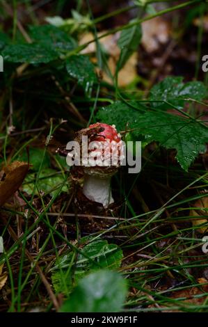 Rote Kröte im Wald, giftige und gefährliche Pilze, ungenießbare Pilze aus der Nähe auf einer Waldlichtung. Stockfoto