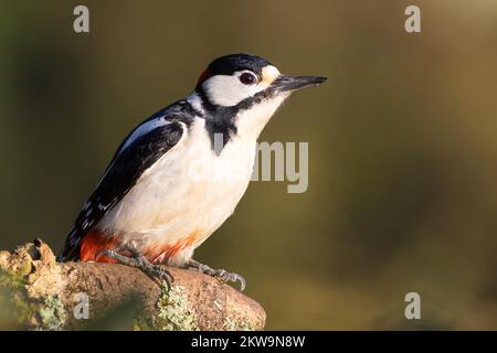 Männlicher, gefleckter Specht (Dendrocopos Major) auf einem Stumpf, der im Vorder- und Hintergrund unscharf ist Stockfoto