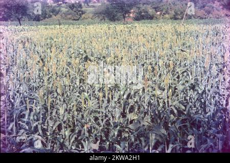 Jowar wird gemeinhin unter verschiedenen Namen in ganz Indien genannt - Jwaarie, Jowar, jola oder Jondhalaa und wird zur Herstellung von Bhakri, Jowar Roti oder Jolada rotti verwendet. Sein englischer Name Sorghum stammt aus der Familie, der es gehört, Sorghum Vulgare. Jowar wird in Asien und Afrika extensiv angebaut und ist eine Grundnahrungsquelle in trockenen Gebieten, die auch keine besondere Sorgfalt für den Anbau benötigen. Es gibt 30 Sorten von Sorghum, von denen nur eine für den menschlichen Verzehr verwendet wird. Es ist das 5.. Wichtigste Getreide der Welt. Stockfoto