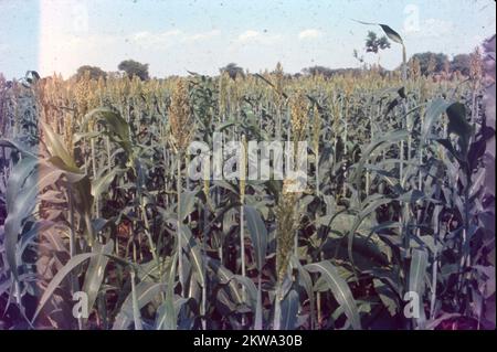 Jowar wird gemeinhin unter verschiedenen Namen in ganz Indien genannt - Jwaarie, Jowar, jola oder Jondhalaa und wird zur Herstellung von Bhakri, Jowar Roti oder Jolada rotti verwendet. Sein englischer Name Sorghum stammt aus der Familie, der es gehört, Sorghum Vulgare. Jowar wird in Asien und Afrika extensiv angebaut und ist eine Grundnahrungsquelle in trockenen Gebieten, die auch keine besondere Sorgfalt für den Anbau benötigen. Es gibt 30 Sorten von Sorghum, von denen nur eine für den menschlichen Verzehr verwendet wird. Es ist das 5.. Wichtigste Getreide der Welt. Stockfoto