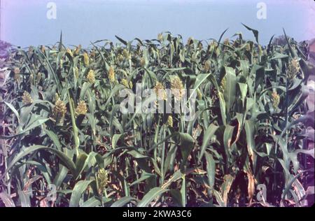 Jowar wird gemeinhin unter verschiedenen Namen in ganz Indien genannt - Jwaarie, Jowar, jola oder Jondhalaa und wird zur Herstellung von Bhakri, Jowar Roti oder Jolada rotti verwendet. Sein englischer Name Sorghum stammt aus der Familie, der es gehört, Sorghum Vulgare. Jowar wird in Asien und Afrika extensiv angebaut und ist eine Grundnahrungsquelle in trockenen Gebieten, die auch keine besondere Sorgfalt für den Anbau benötigen. Es gibt 30 Sorten von Sorghum, von denen nur eine für den menschlichen Verzehr verwendet wird. Es ist das 5.. Wichtigste Getreide der Welt. Stockfoto