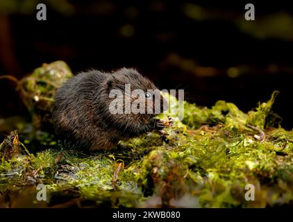 Die Europäische Wasservole Arvicola amphibius wurde in Norfolk, Großbritannien, gesehen, wie sie sich von der Vegetation ernährt hat Stockfoto